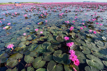 Red Lotus Lake in Udontani, Thailand