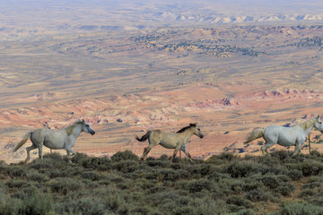 Fototapeta premium Wild Horses in the Colorado Desert in Summer