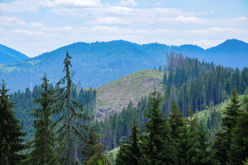 massive felling of trees on the Carpathian Mountains for timber