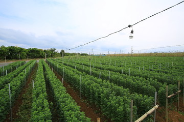 Fototapeta na wymiar flower Farmland in Okinawa, bulb is used to provide heat
