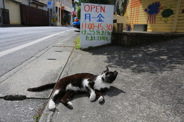 japan lack cat