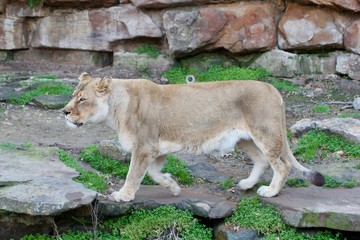Fototapeta na wymiar Lioness