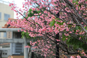 japan cherry or sakura flower in spring