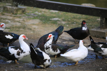 Fototapeta premium Muscovy duck lying