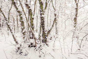 Winter forest with snow covered trees.
