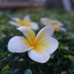 flower in garden