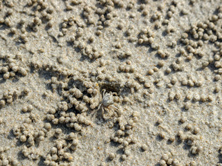 crab in sand