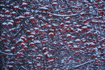 Snow branches rowan background