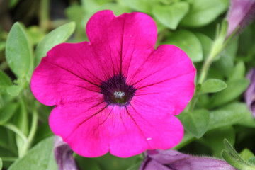  Ruellia clandestina flower in the garden.