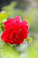 The red rose has water on the island where the flowers are blurred.