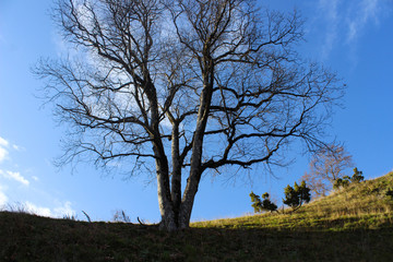 tree in the field