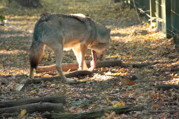 wolf in a national wolfpark in germany