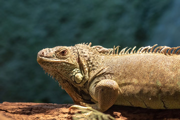 Green Iguana on branch. Wild animals in natural habitat
