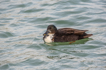 Birds and animals in wildlife. Close up of Male Mallard Duck.
