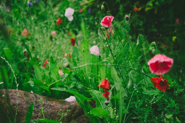 red poppy in garden