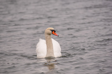 Beautiful Mute Swan Cygnet (Cygnus olor) in nature