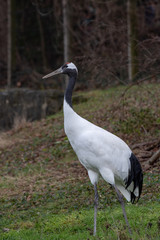 Red-crowned crane (Grus japonensis), also known as the Japanese crane or Manchurian crane.