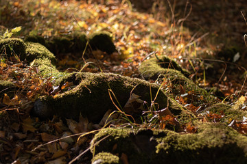 Moos im Herbst