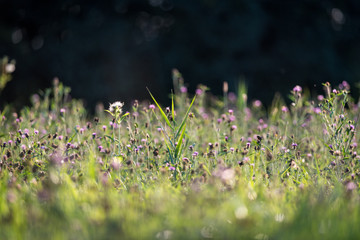 Prairie