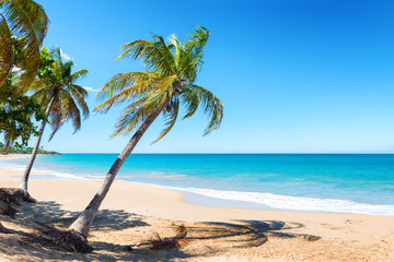 Coconut trees, golden sand, turquoise water and blue sky, pearl beach , Guadeloupe, French West Indies