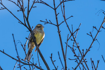 Goldammer auf Zweig vor blauem Himmel