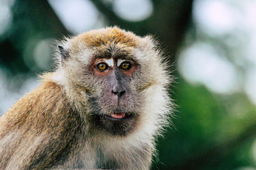 Ape Style