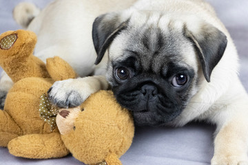 funny pug puppy playing with a soft toy, close-up