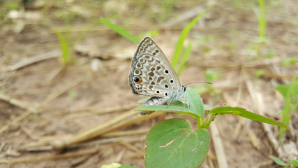 Common Blue butterfly