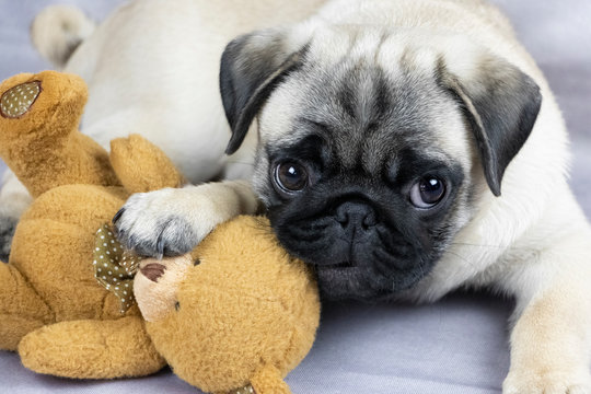 funny pug puppy playing with a soft toy, close-up