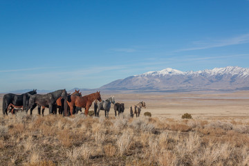 Wild Horses in Winter in the Utah Desert