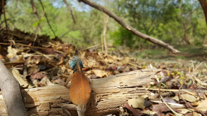 Agama lizard on a tree trunk