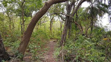 Path next to the Gambia river