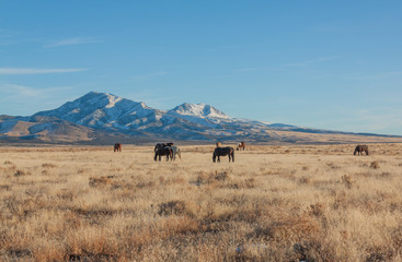 Fototapeta premium Dzikie konie w zimie na pustyni Utah