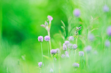 Fototapeta premium Flowering chives, Allium schoenoprasum