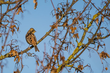 Goldammer auf einem Ast vor blauem Himmel