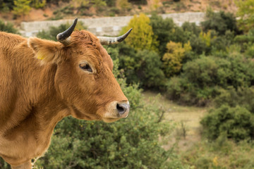 soft focus farming animal portrait horned fluffy brown cow
