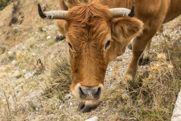 Naklejka na ściany i meble soft focus farming animal portrait horned fluffy brown cow