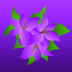 Bouquet of lilies on a purple background
