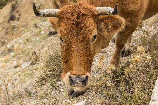 Soft Focus Farming Animal Portrait Horned Fluffy Brown Cow