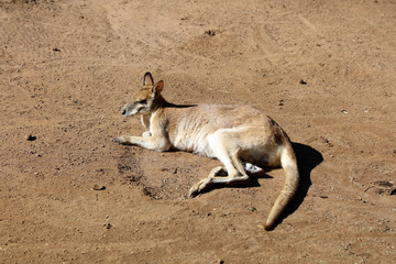 Kangaroo - Wildlife Australien