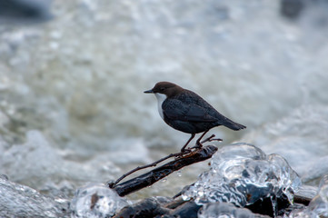 Bird in the river