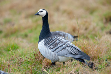 goose on green grass