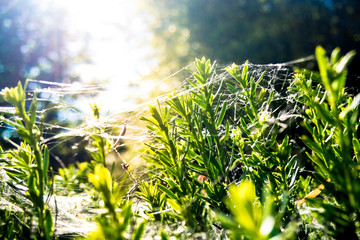 Gebüsch im Sonnenlicht