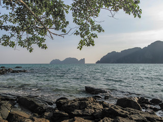 tree on the beach