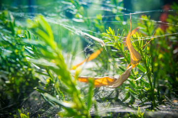 Natürlicher Hintergrund