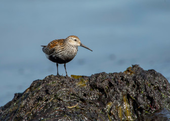 bBrd on the rock