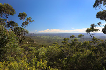 Fototapeta na wymiar Eukalyptus in den Blue Mountains - Australien