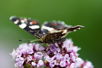 Araschnia levana (Landkärtchen)
