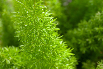 Small green leaves, Young leaves plants growing in the garden, Abstract green nature background, Close-up.