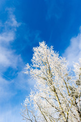 Paysage hivernal givré et innondation